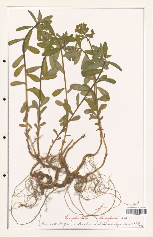 Euphorbia deseglisei  (Euphorbiaceae)