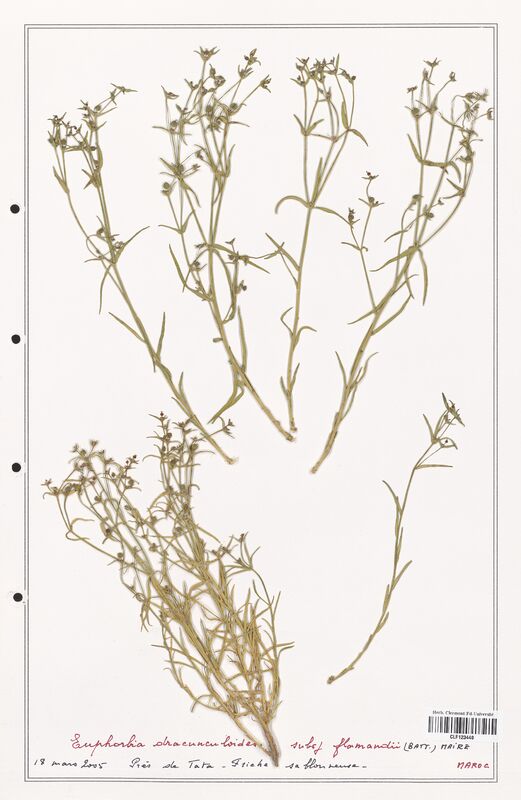 Euphorbia dracunculoides  (Euphorbiaceae)