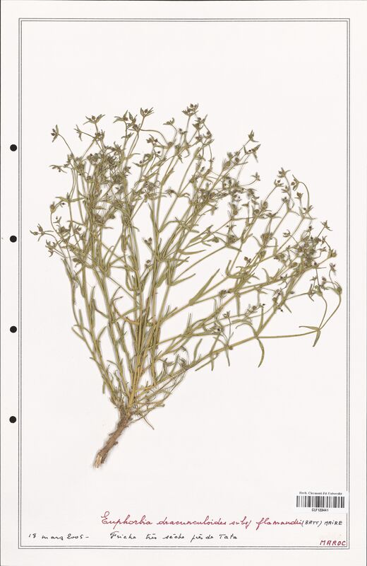 Euphorbia dracunculoides  (Euphorbiaceae)