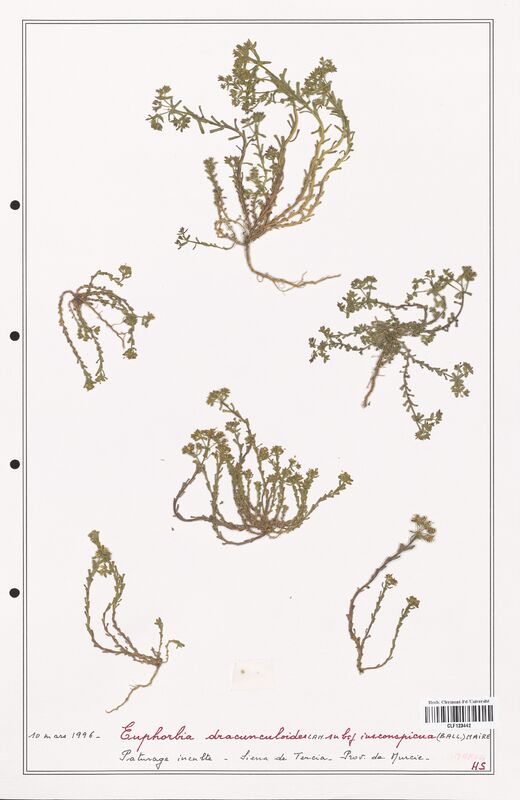 Euphorbia dracunculoides  (Euphorbiaceae)
