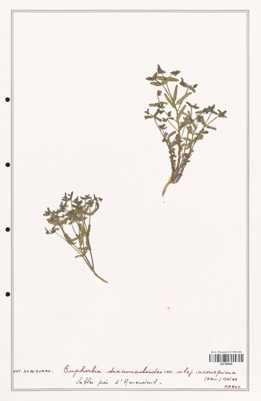 Euphorbia dracunculoides  (Euphorbiaceae)