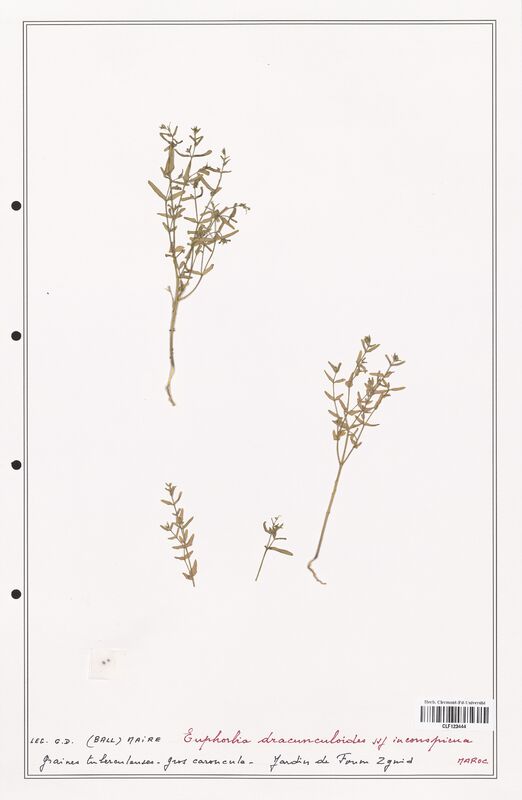 Euphorbia dracunculoides  (Euphorbiaceae)