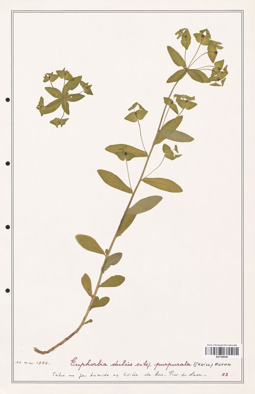 Euphorbia dulcis  (Euphorbiaceae)