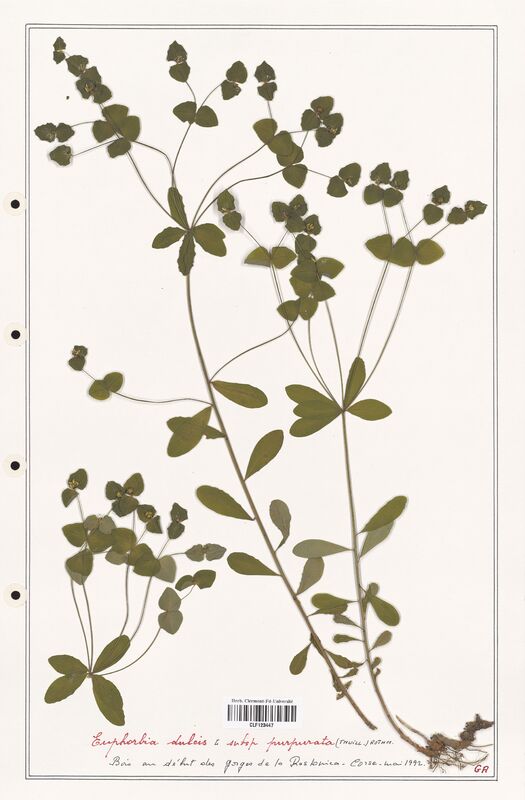 Euphorbia dulcis  (Euphorbiaceae)