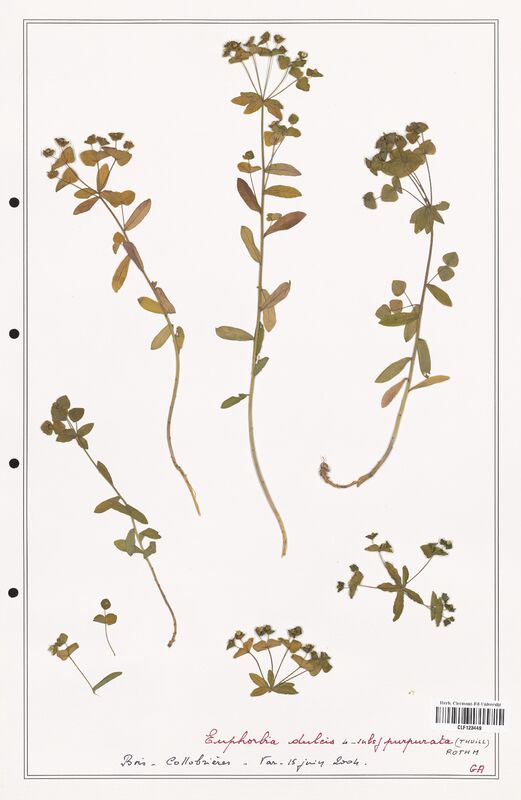 Euphorbia dulcis  (Euphorbiaceae)