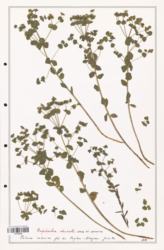 Euphorbia duvalii  (Euphorbiaceae)