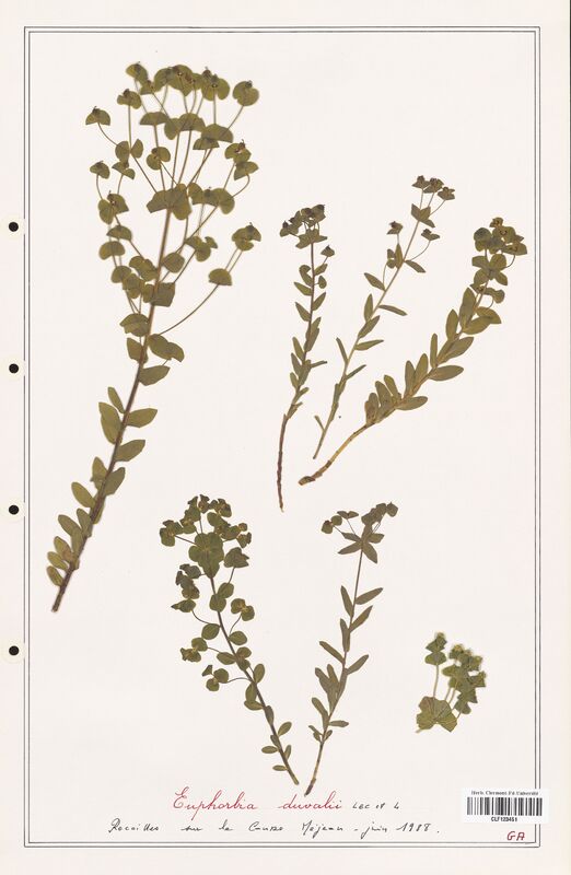 Euphorbia duvalii  (Euphorbiaceae)