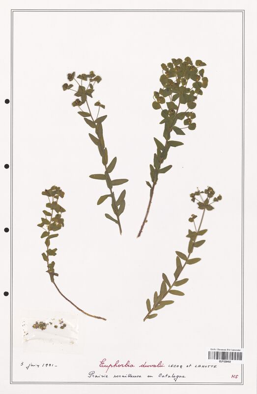 Euphorbia duvalii  (Euphorbiaceae)