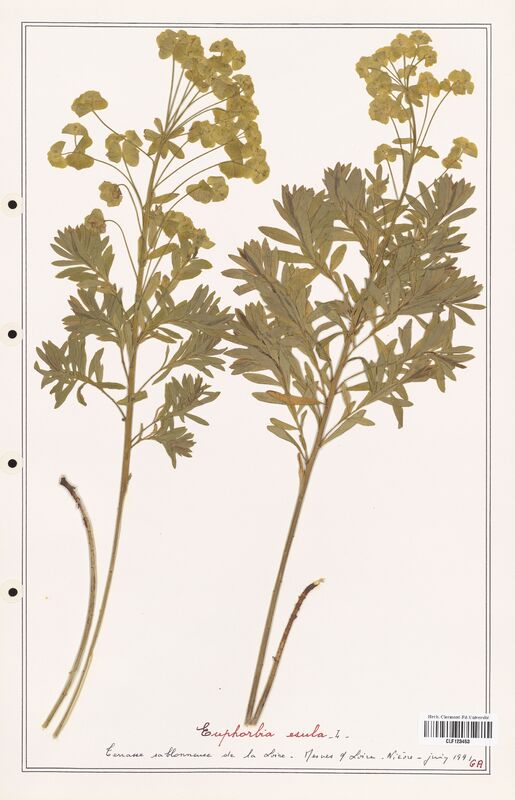 Euphorbia esula  (Euphorbiaceae)