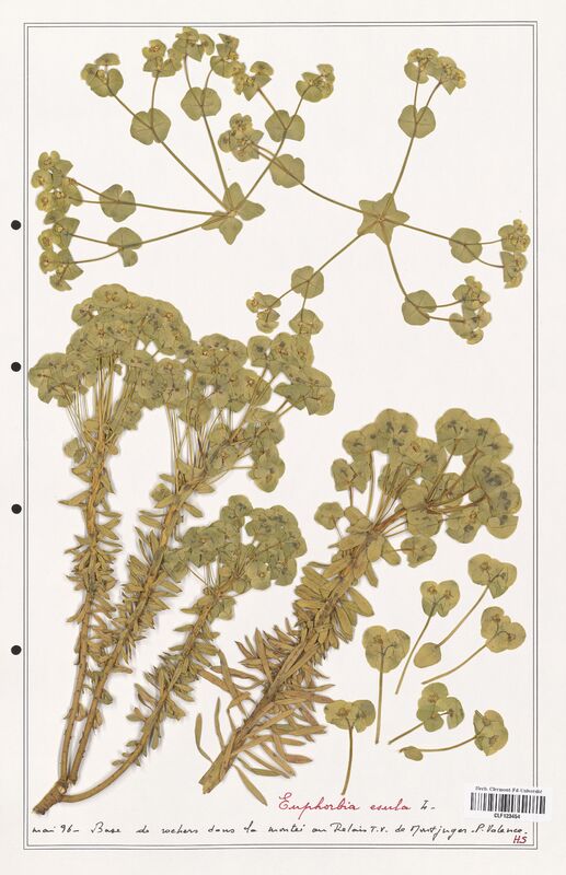 Euphorbia esula  (Euphorbiaceae)