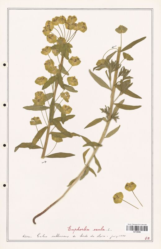 Euphorbia esula  (Euphorbiaceae)