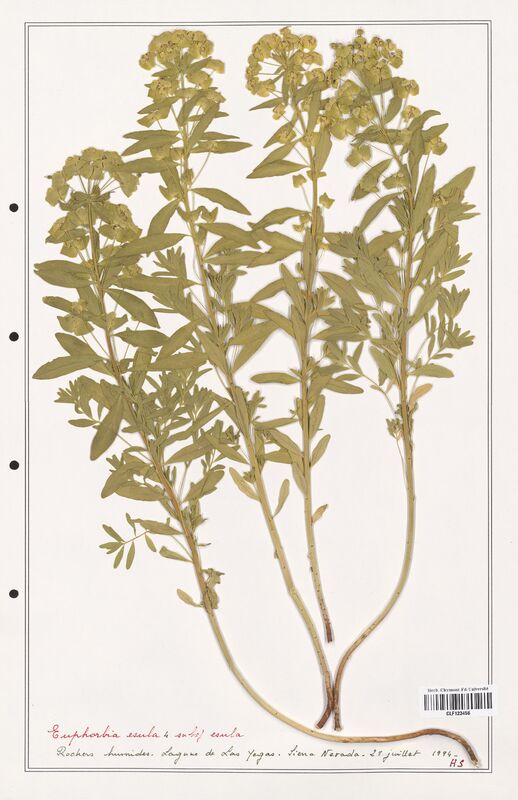 Euphorbia esula  (Euphorbiaceae)