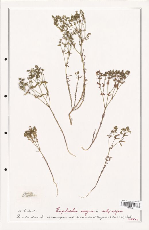 Euphorbia exigua  (Euphorbiaceae)