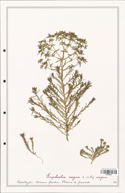 Euphorbia exigua  (Euphorbiaceae)