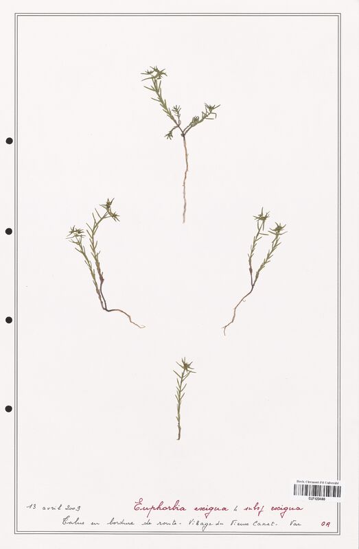 Euphorbia exigua  (Euphorbiaceae)
