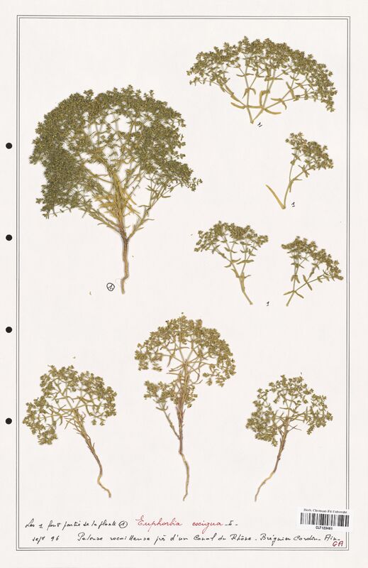 Euphorbia exigua  (Euphorbiaceae)