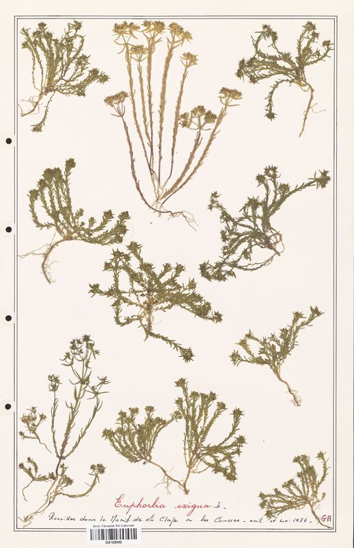 Euphorbia exigua  (Euphorbiaceae)