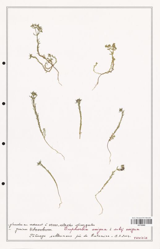 Euphorbia exigua  (Euphorbiaceae)