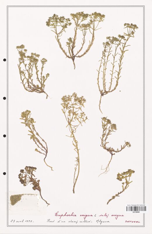 Euphorbia exigua  (Euphorbiaceae)