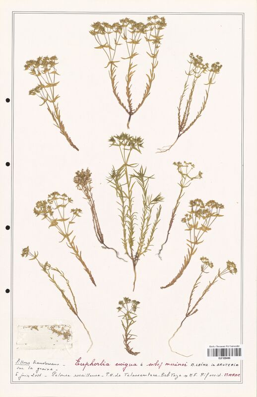 Euphorbia exigua  (Euphorbiaceae)