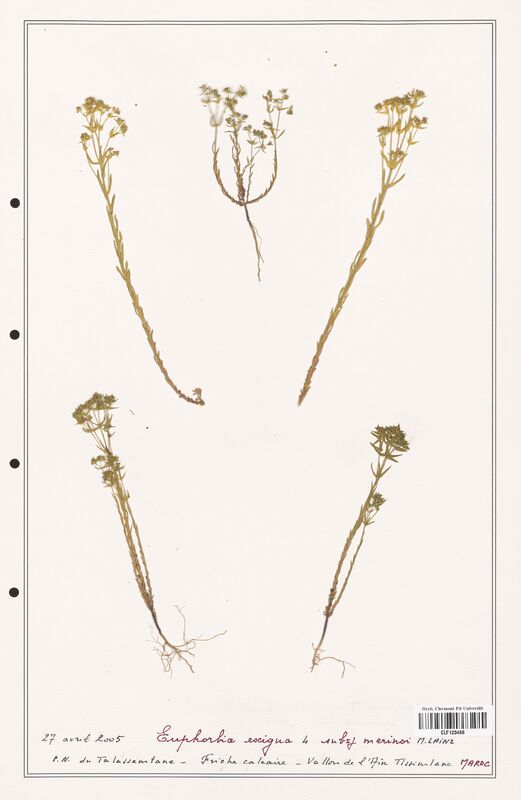 Euphorbia exigua  (Euphorbiaceae)