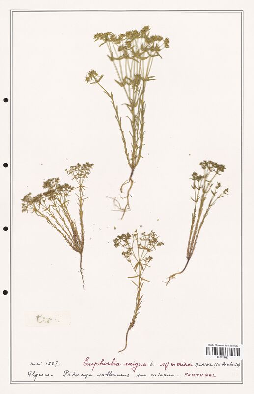 Euphorbia exigua  (Euphorbiaceae)