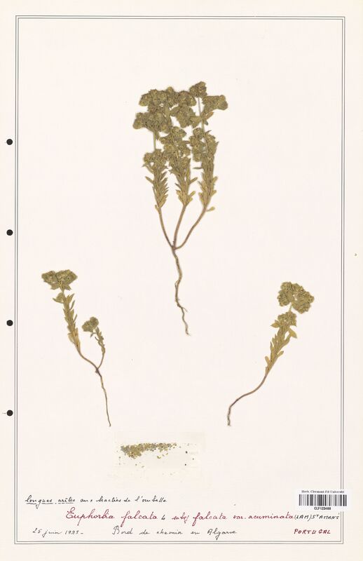 Euphorbia falcata  (Euphorbiaceae)