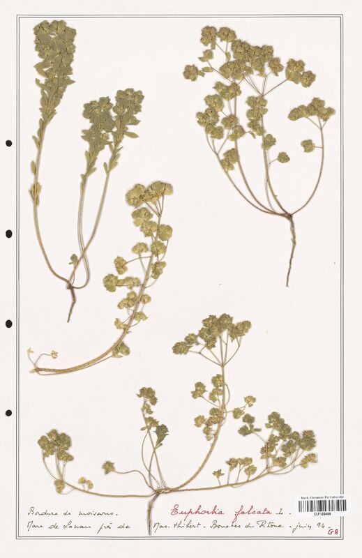 Euphorbia falcata  (Euphorbiaceae)