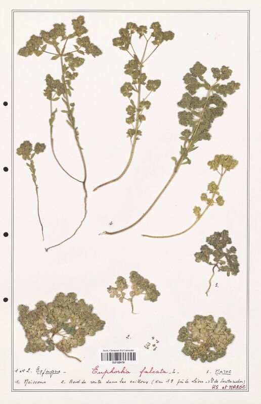 Euphorbia falcata  (Euphorbiaceae)