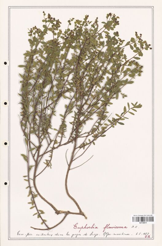 Euphorbia flavicoma  (Euphorbiaceae)