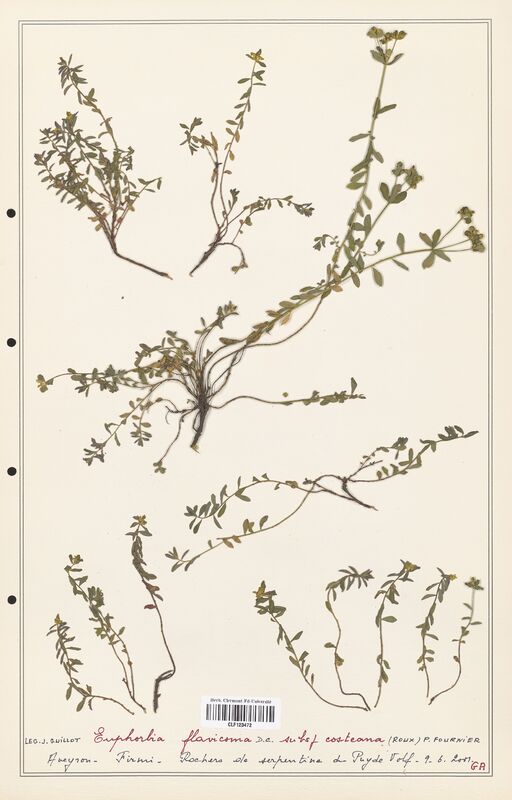 Euphorbia flavicoma  (Euphorbiaceae)