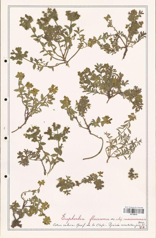 Euphorbia flavicoma  (Euphorbiaceae)