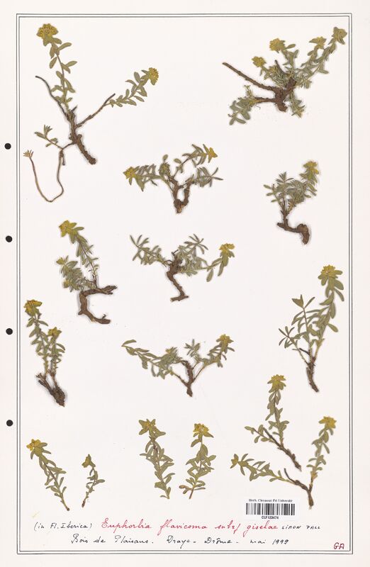 Euphorbia flavicoma  (Euphorbiaceae)