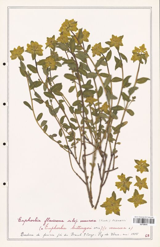 Euphorbia flavicoma  (Euphorbiaceae)