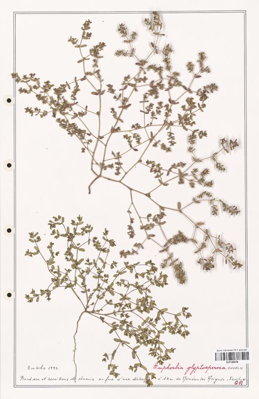 Euphorbia glysptosperma  (Euphorbiaceae)