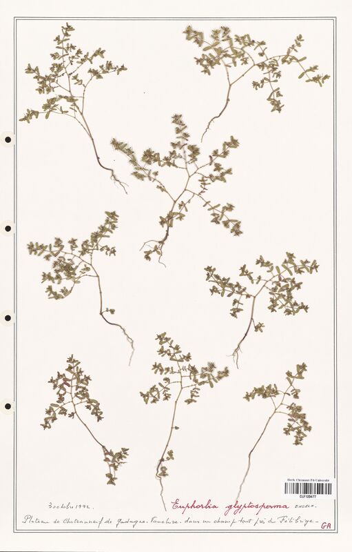 Euphorbia glysptosperma  (Euphorbiaceae)