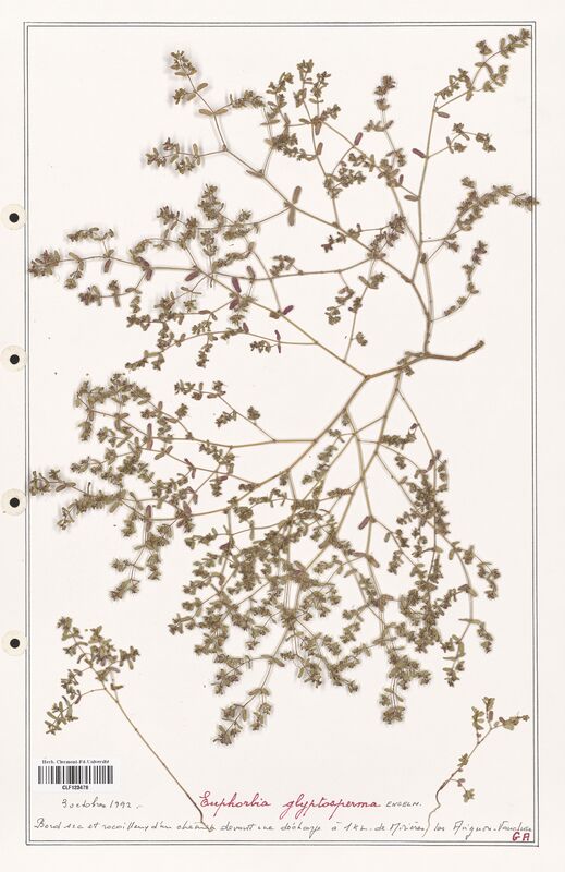 Euphorbia glysptosperma  (Euphorbiaceae)