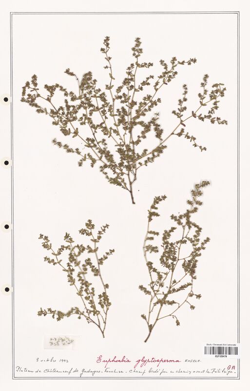 Euphorbia glysptosperma  (Euphorbiaceae)