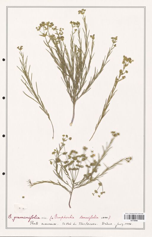 Euphorbia graminifolia  (Euphorbiaceae)