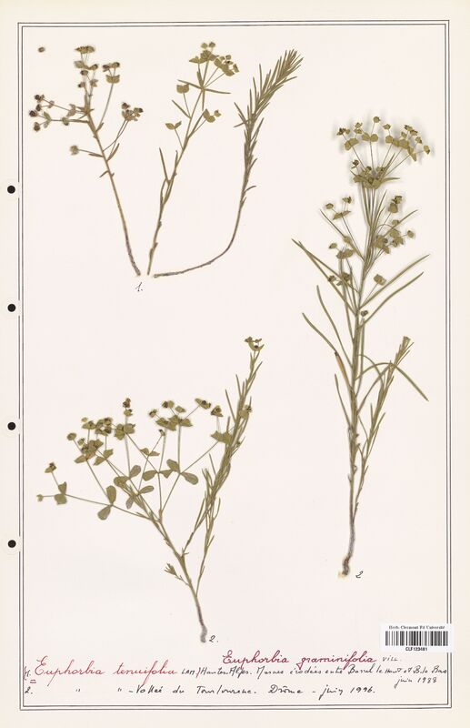 Euphorbia graminifolia  (Euphorbiaceae)