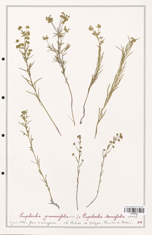 Euphorbia graminifolia  (Euphorbiaceae)