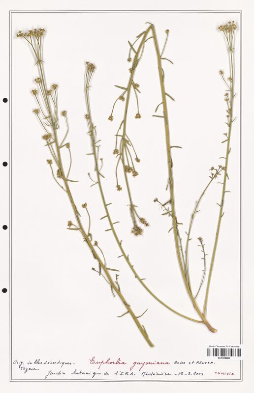 Euphorbia guyoniana  (Euphorbiaceae)