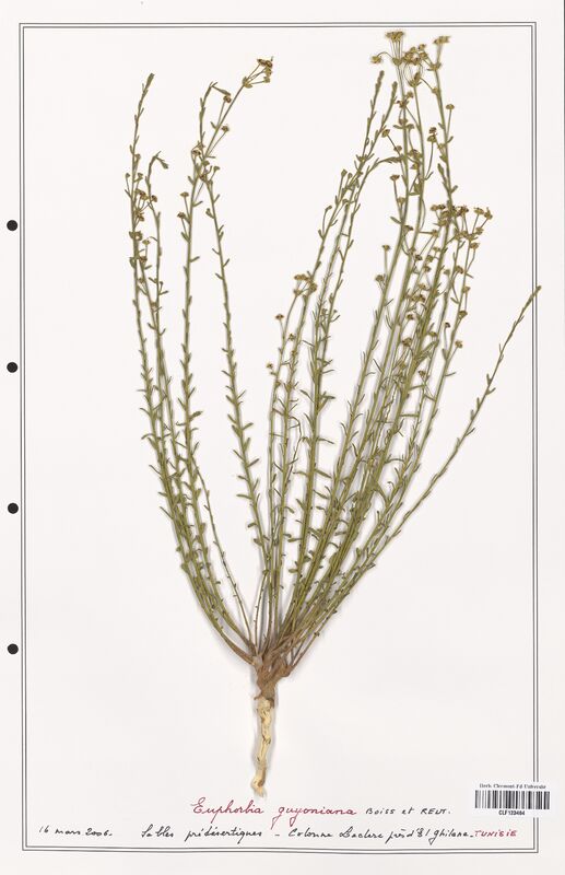 Euphorbia guyoniana  (Euphorbiaceae)