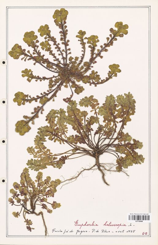 Euphorbia helioscopia  (Euphorbiaceae)