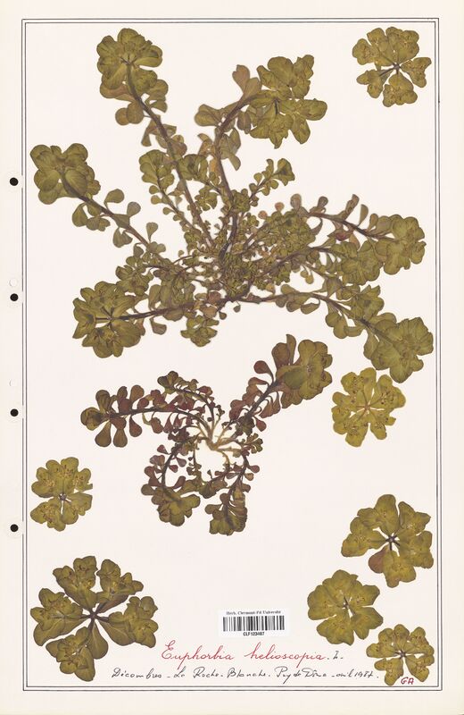 Euphorbia helioscopia  (Euphorbiaceae)