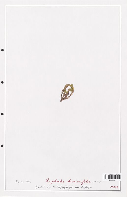 Euphorbia herniarifolia  (Euphorbiaceae)