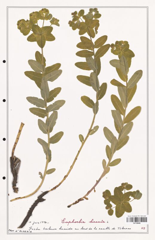 Euphorbia hisuta  (Euphorbiaceae)