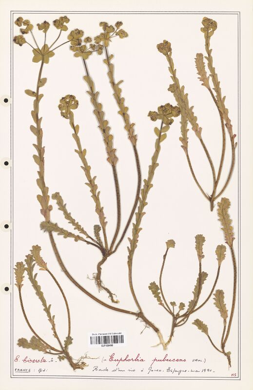 Euphorbia pubescens  (Euphorbiaceae)