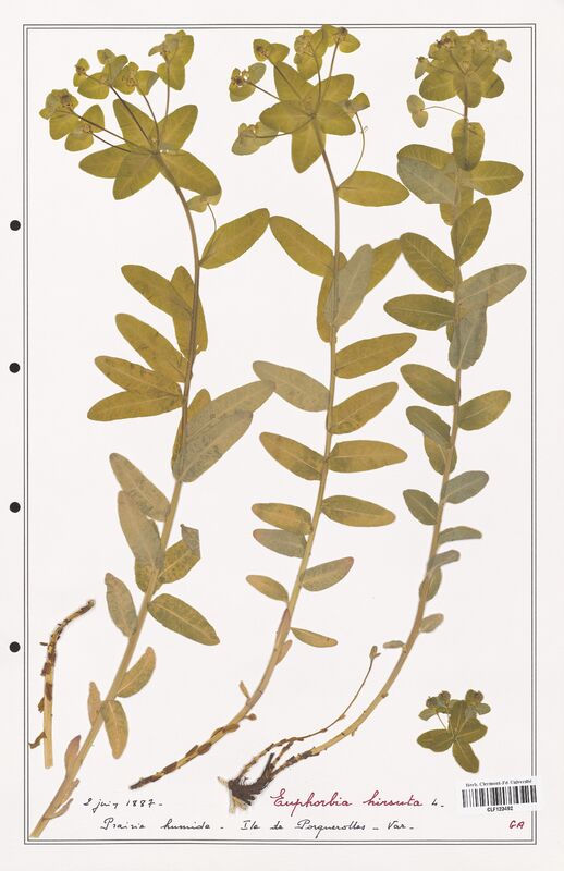 Euphorbia hisuta  (Euphorbiaceae)