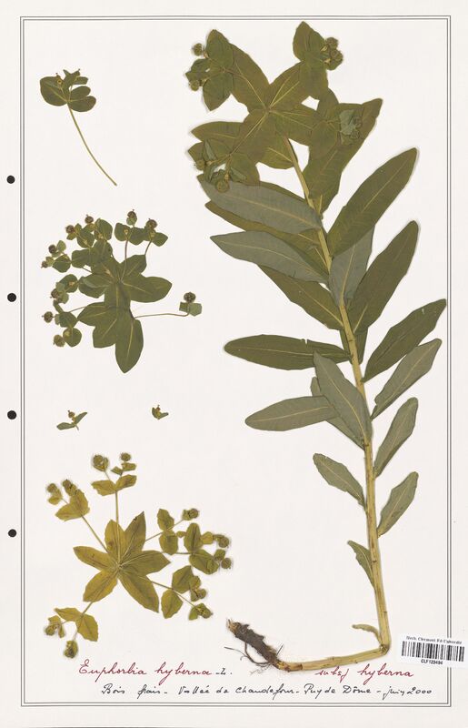 Euphorbia hyberna  (Euphorbiaceae)